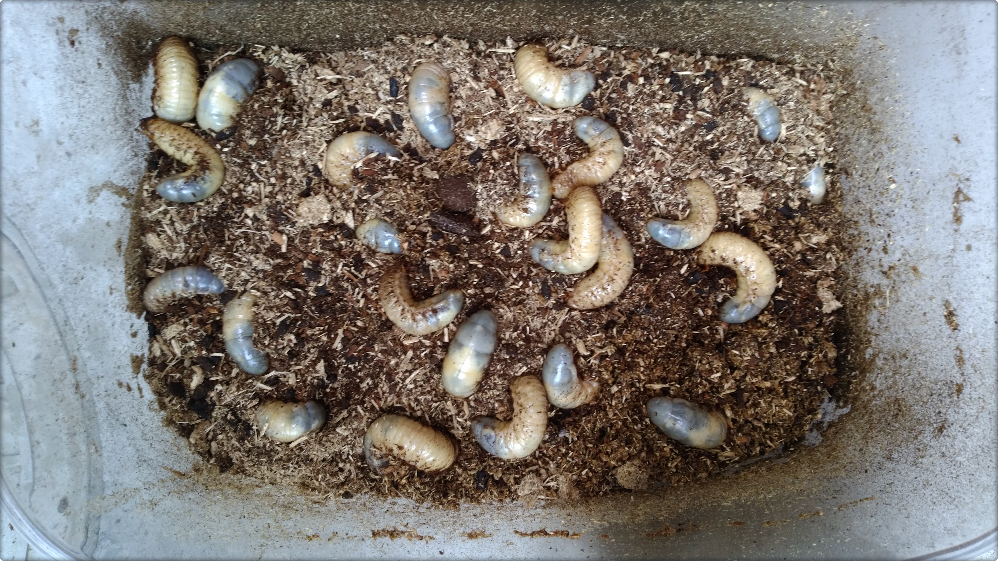 土から出てくる カブトムシ カブトムシの幼虫が土から出る！？土の上で蛹になる時の対処法