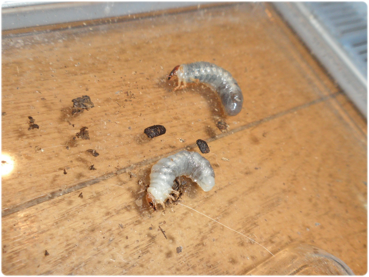 カブトムシの幼虫の見分け方 クワガタやハナムグリとの違いは