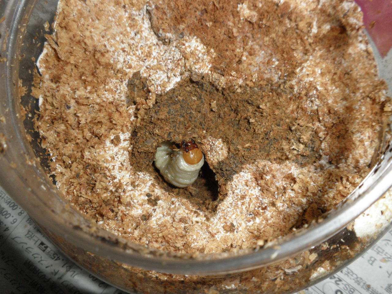 コクワガタの幼虫を菌糸ビンからマット飼育へ