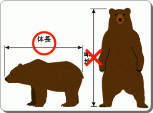 クマの体長