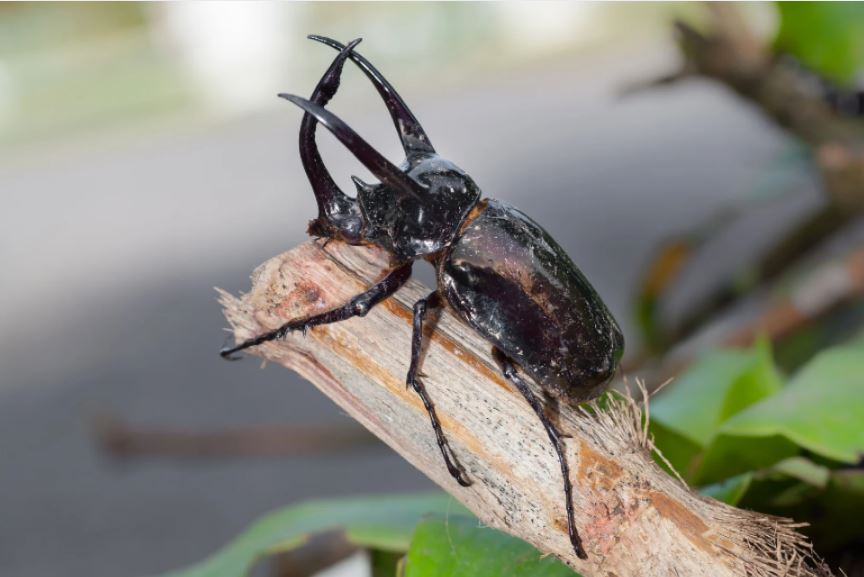 モーレンカンプオオカブト