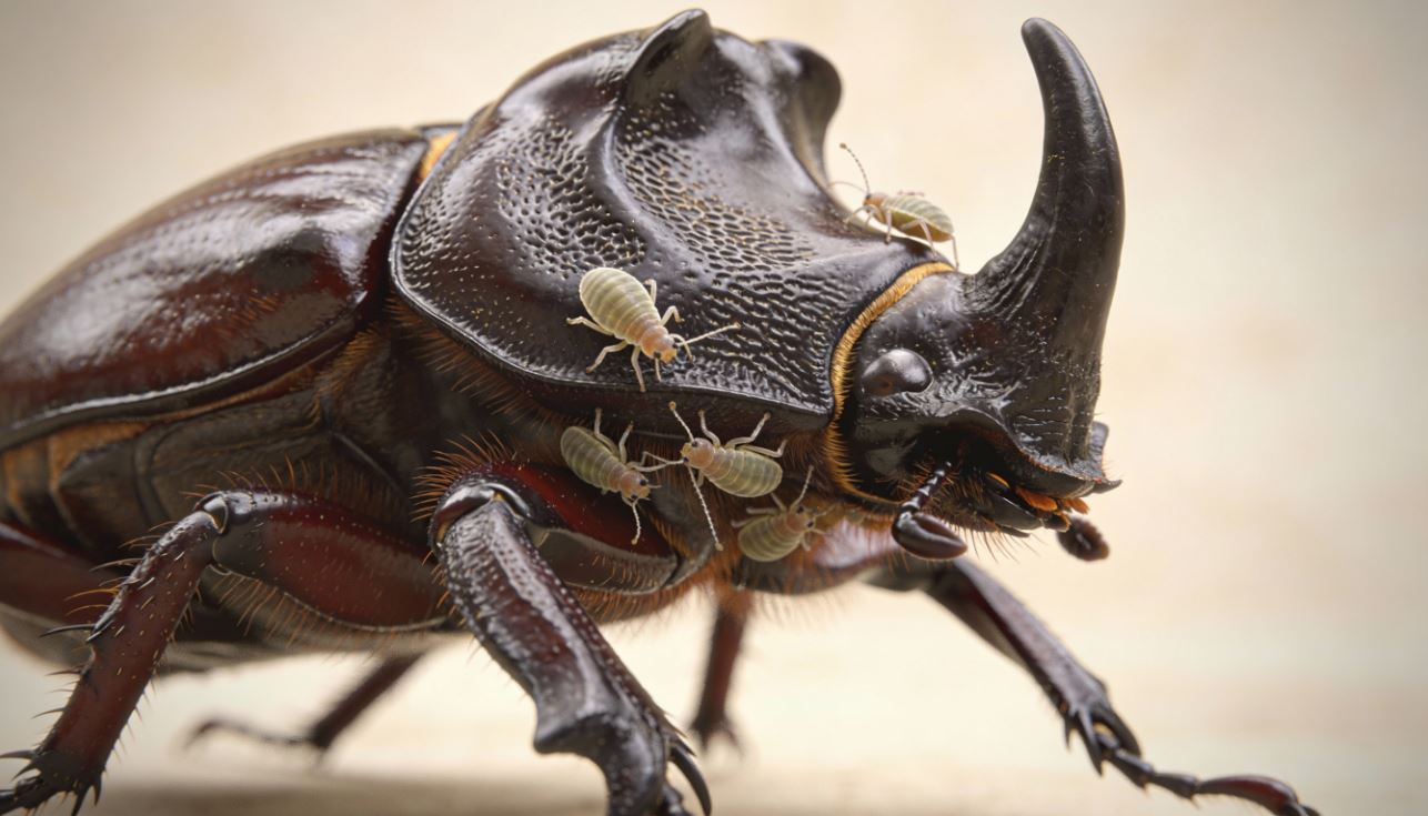 カブトムシに寄生虫