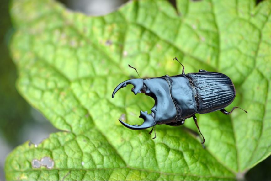 プラティオドンネブトクワガタ