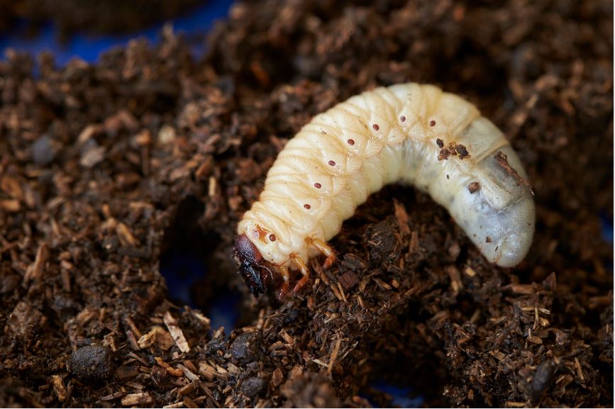 コーカサスオオカブト幼虫