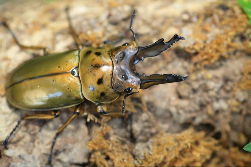 ヒラタクワガタ採集