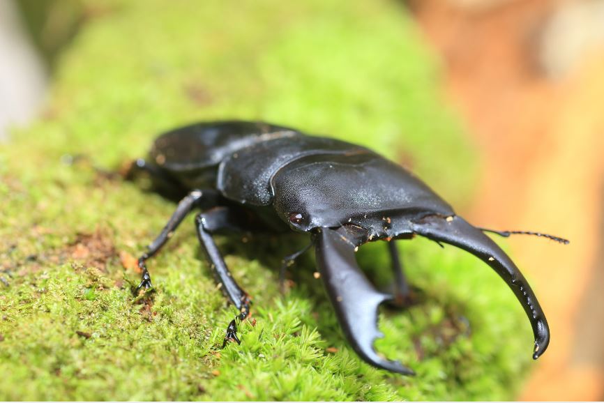 オオクワガタの寿命