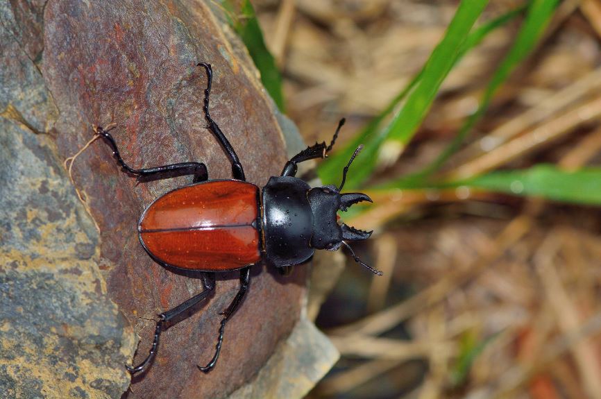 クワガタのメス