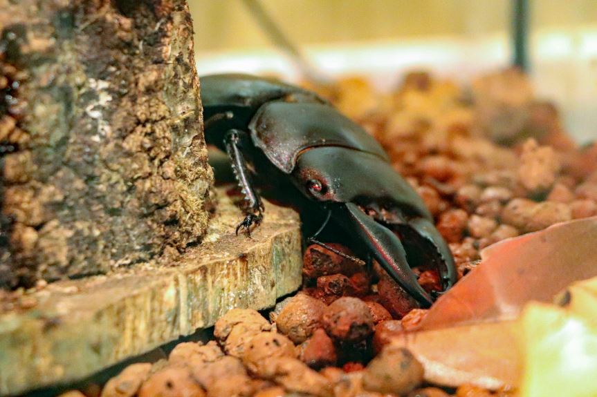 ダイオウヒラタクワガタ