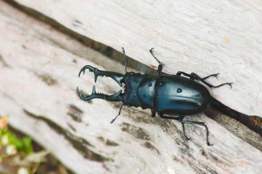 ギラファノコギリクワガタ