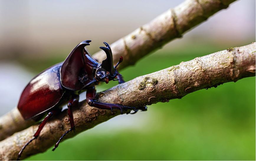 カブトムシ標本の作り方