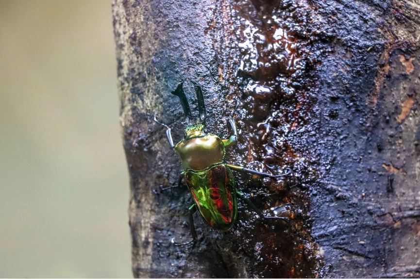 ニジイロクワガタの飼育