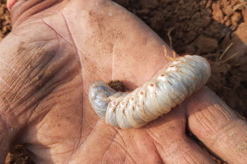 カブトムシ幼虫の育て方