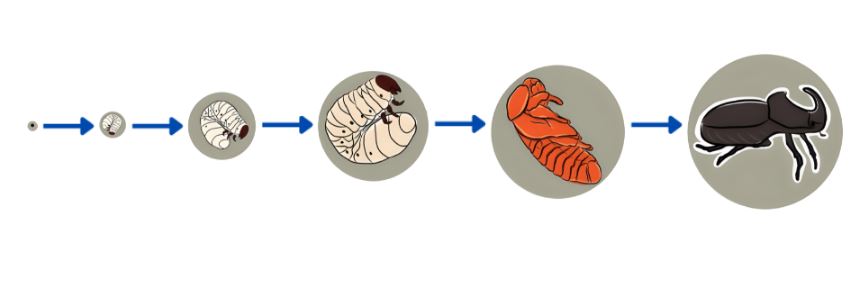 カブトムシの蛹化