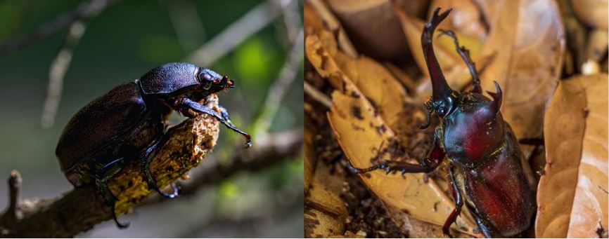 カブトムシ幼虫のオス・メス