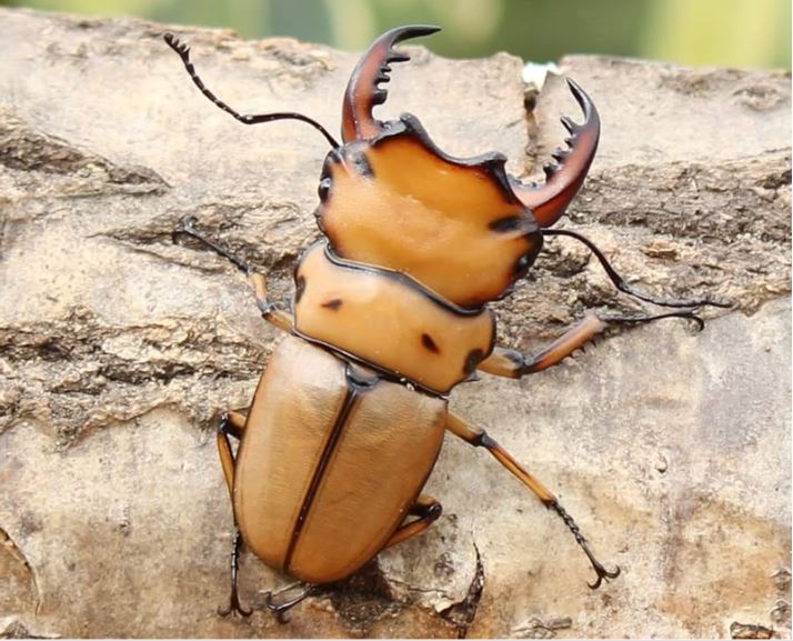 メンガタクワガタ