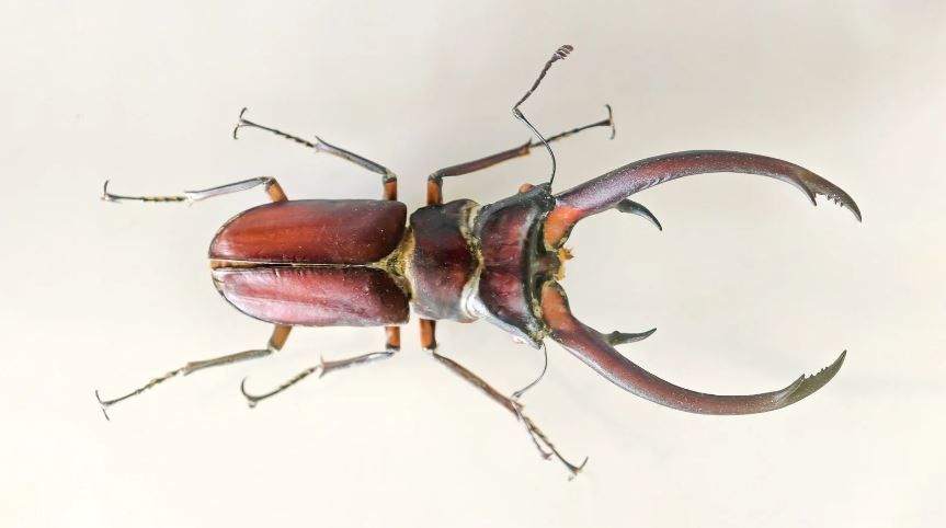 メタリフェルホソアカクワガタ