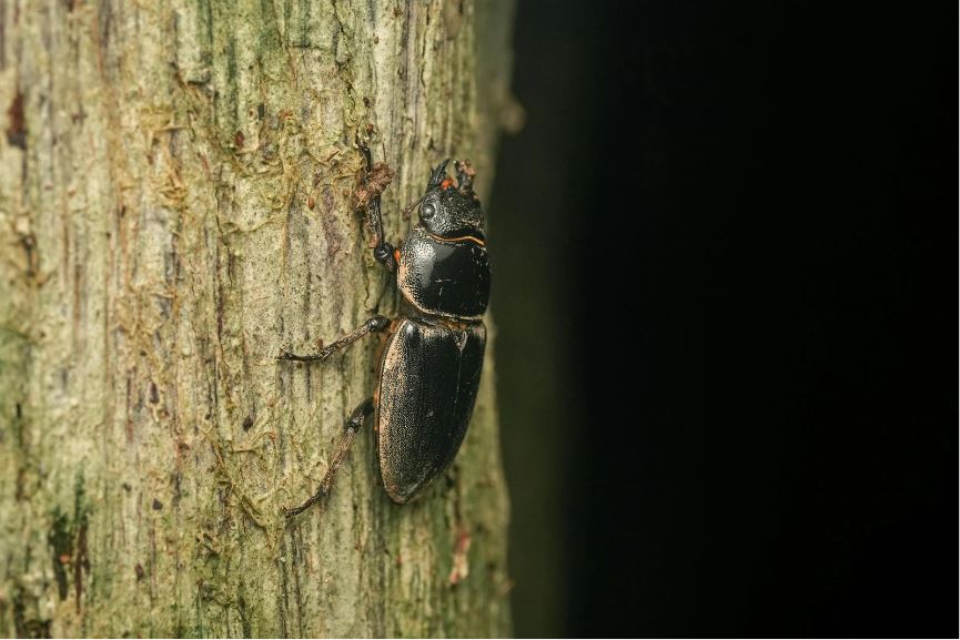 クワガタに付くダニ