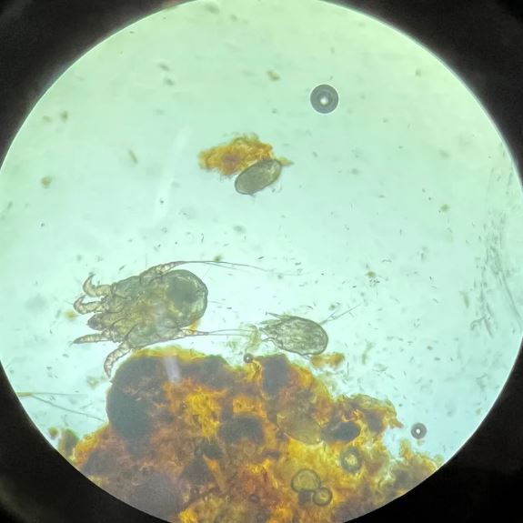 カブトムシに付くダニ