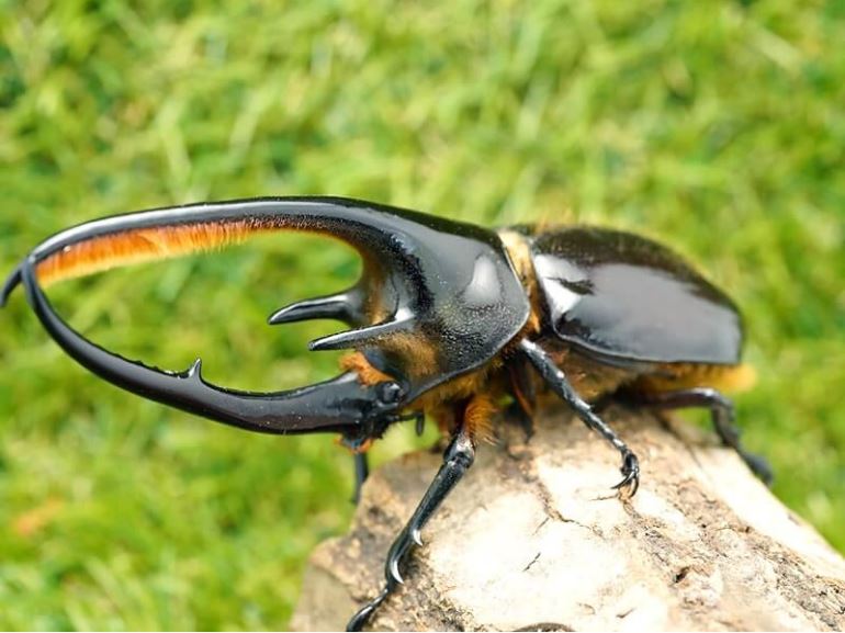 ネプチューンオオカブト