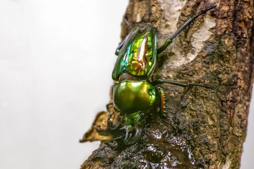 ニジイロクワガタ