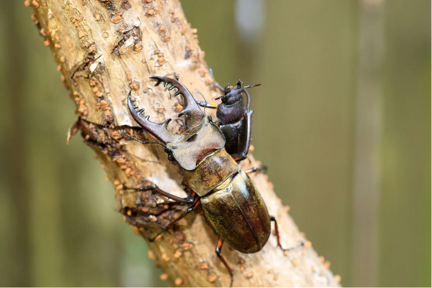 クワガタの飼育