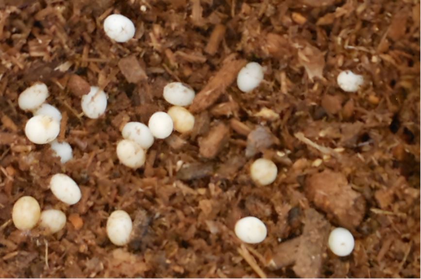 カブトムシの卵