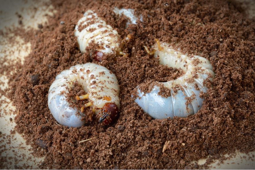 カブトムシ 幼虫 出てくる