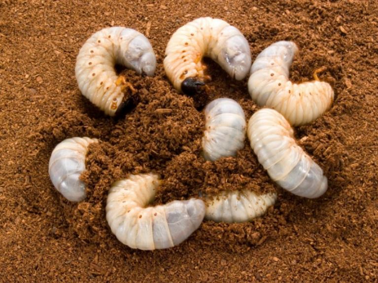 カブトムシ幼虫