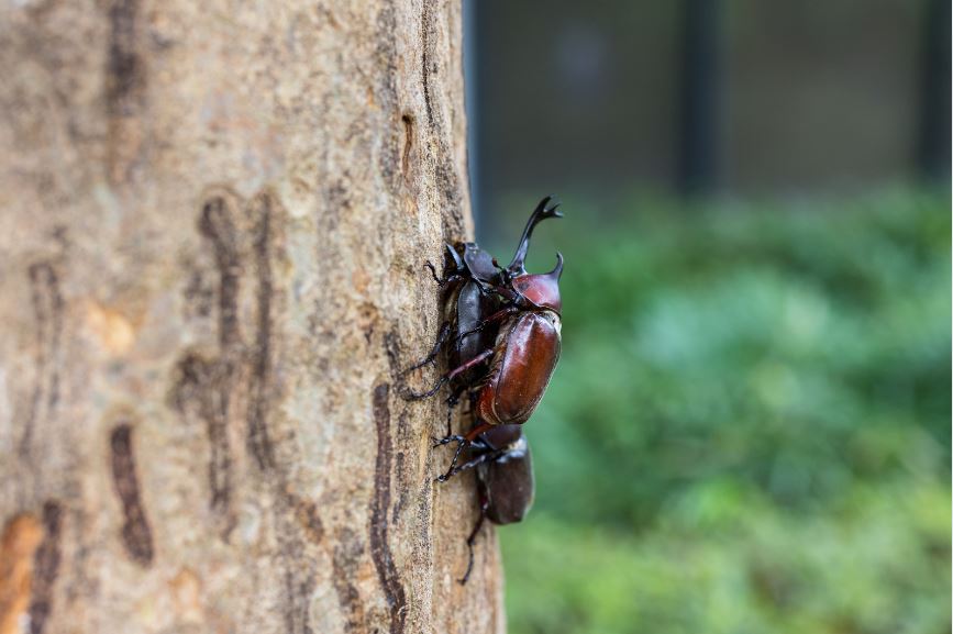 カブトムシの交尾後