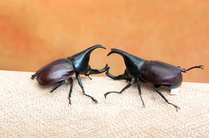 カブトムシ販売