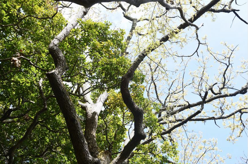 クヌギの木