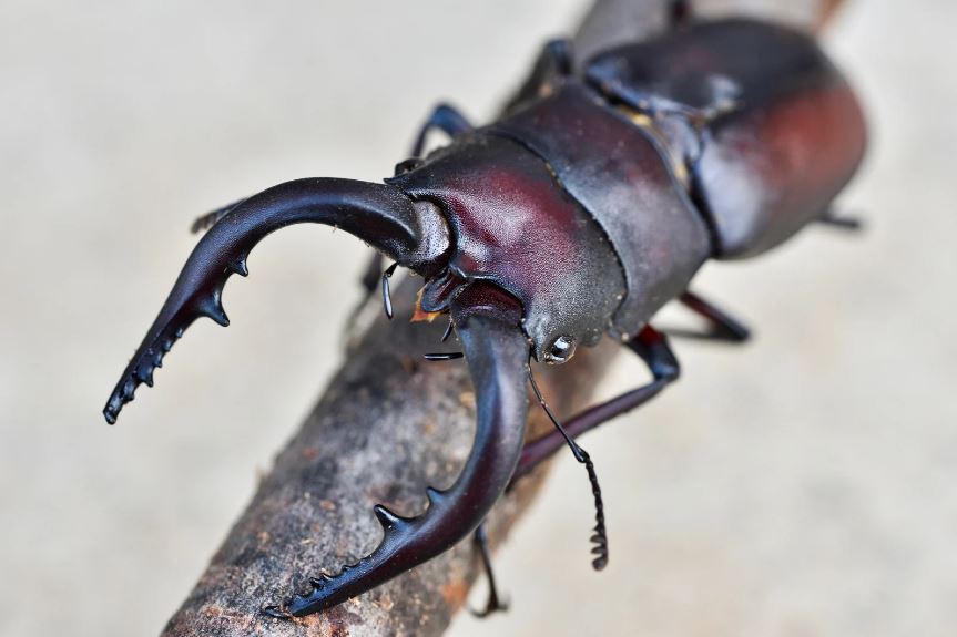 ノコギリクワガタ 飼い方