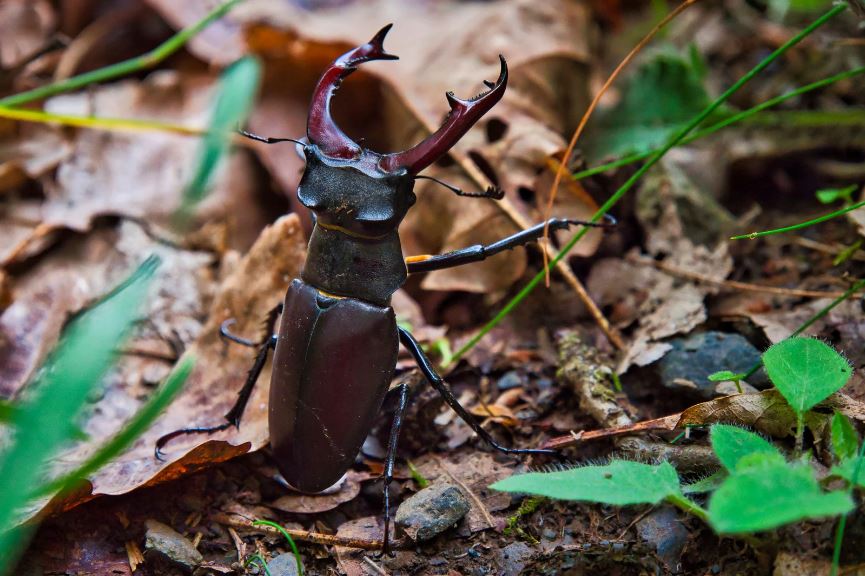 コクワガタの産卵