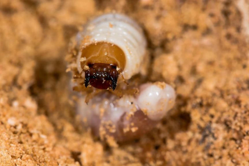 コクワガタ幼虫