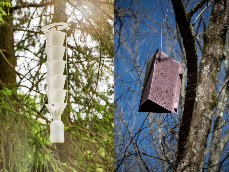 クワガタの仕掛け