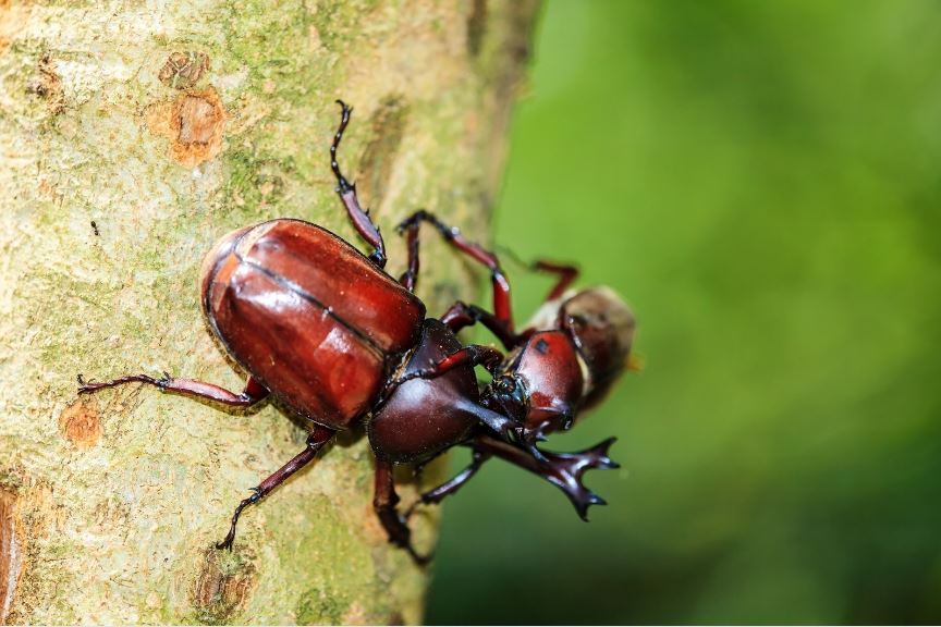 カブトムシを樹液